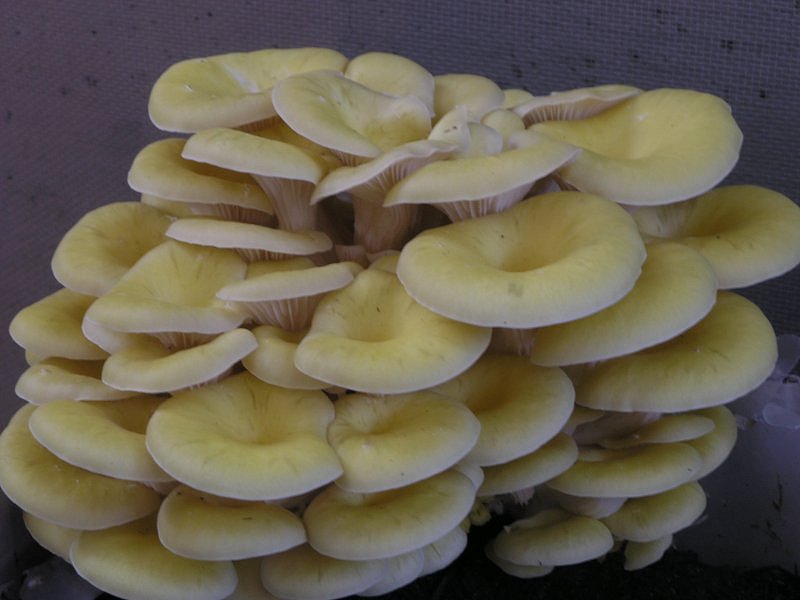 Se l''habitat naturale non risponde...........